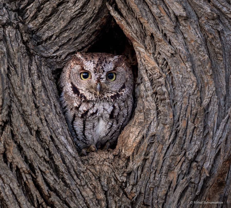 Western screech owl in tree cavity