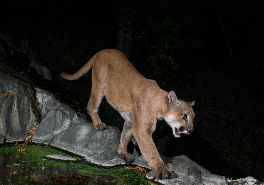 Mountain Lion