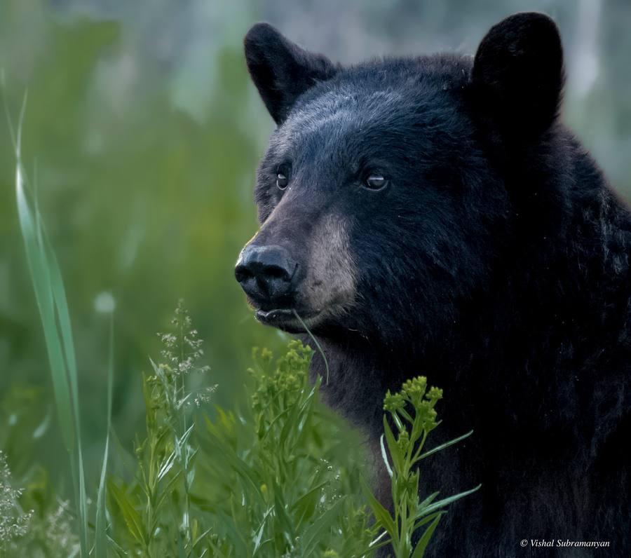 A portrait of a black bear