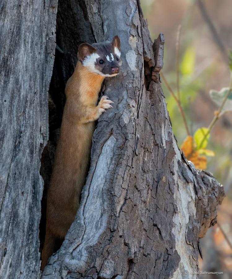 A long tailed weasel in a sycamore tree cavity