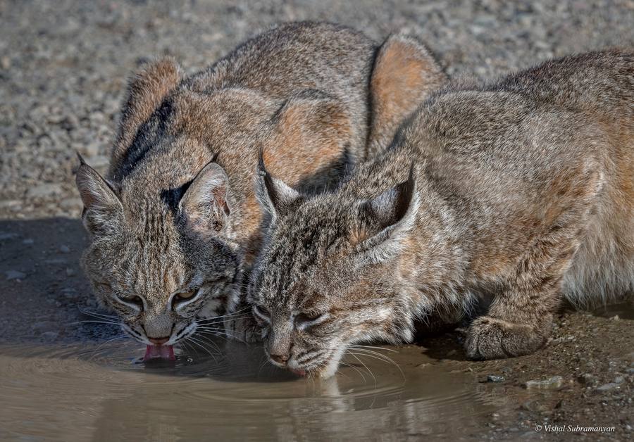 Two bobcats sharing a drink