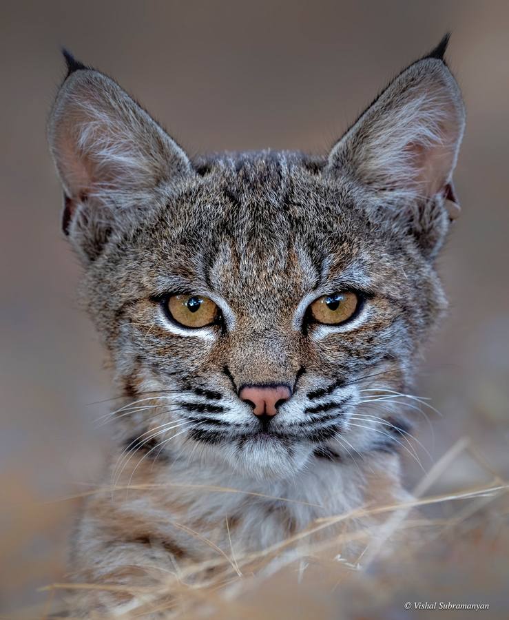 A young female bobcat curiously investigates me