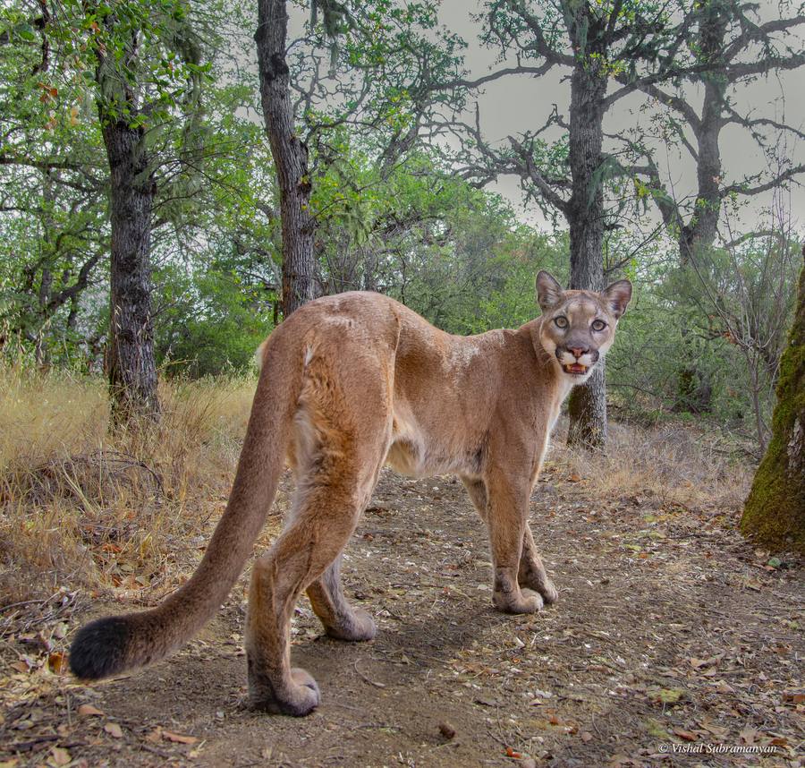 A mountain lion photographed with a camera trap