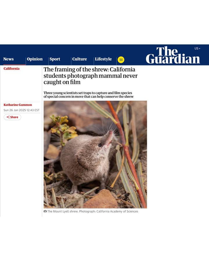 Guardian Shrew Feature