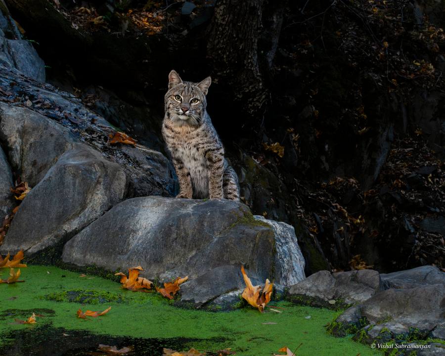 Bobcat on a Rock