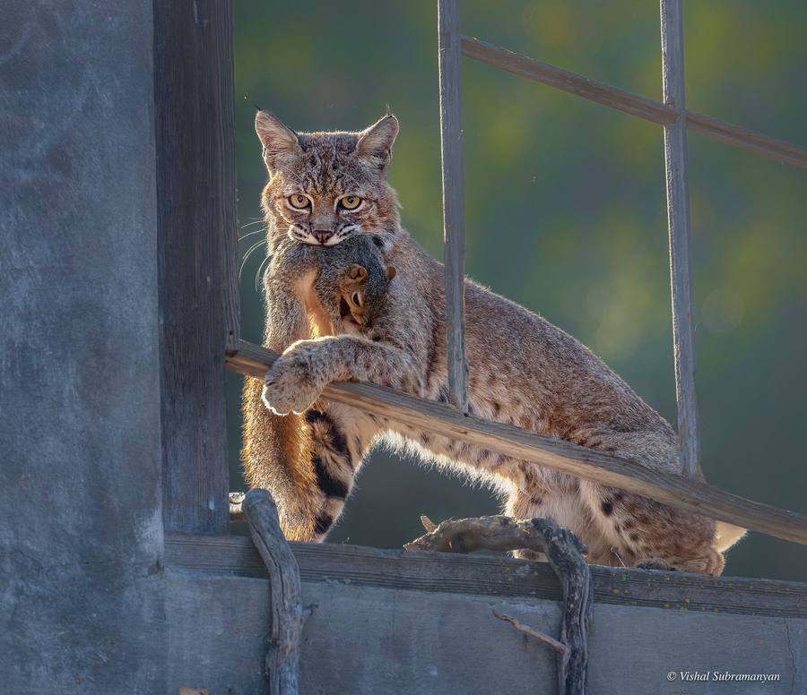 A bobcat with a squirrel in the window of an abandoned winery building.