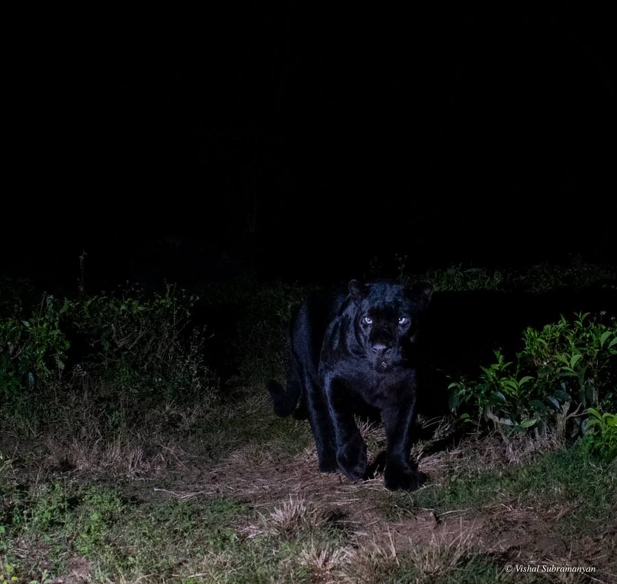 Melanistic Leopard
