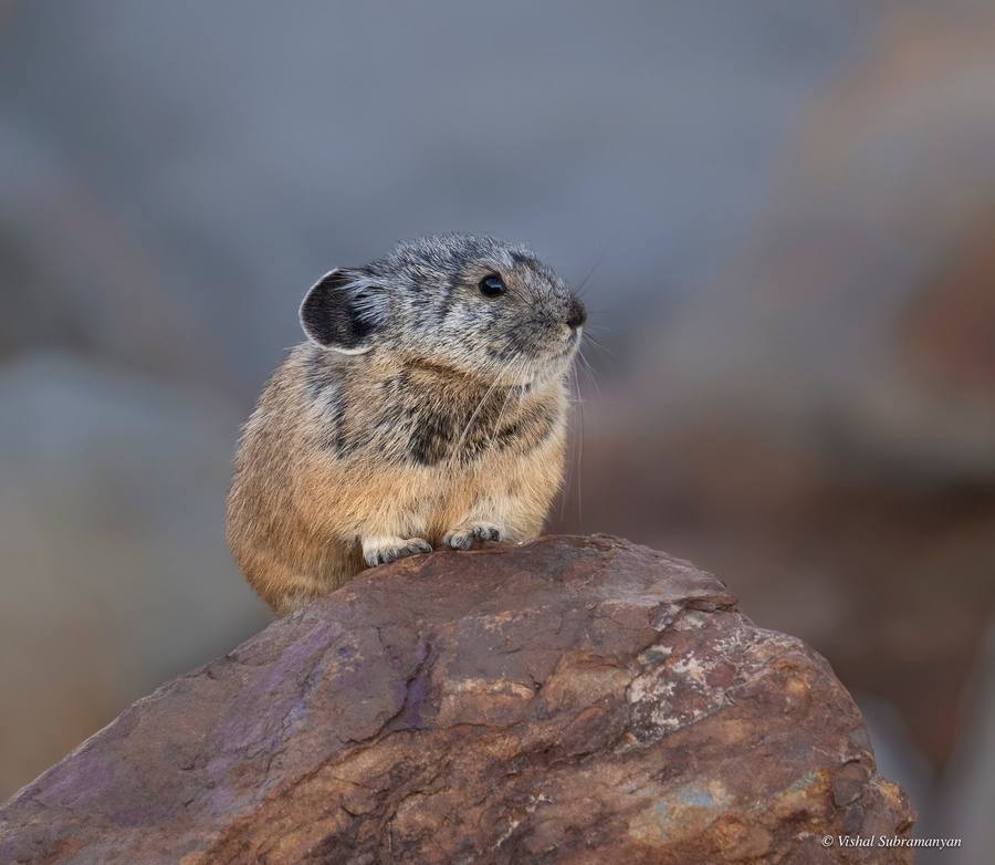 American pika on a rock