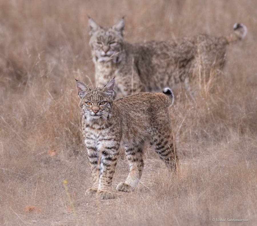 A bobcat kitten with her mother in the back