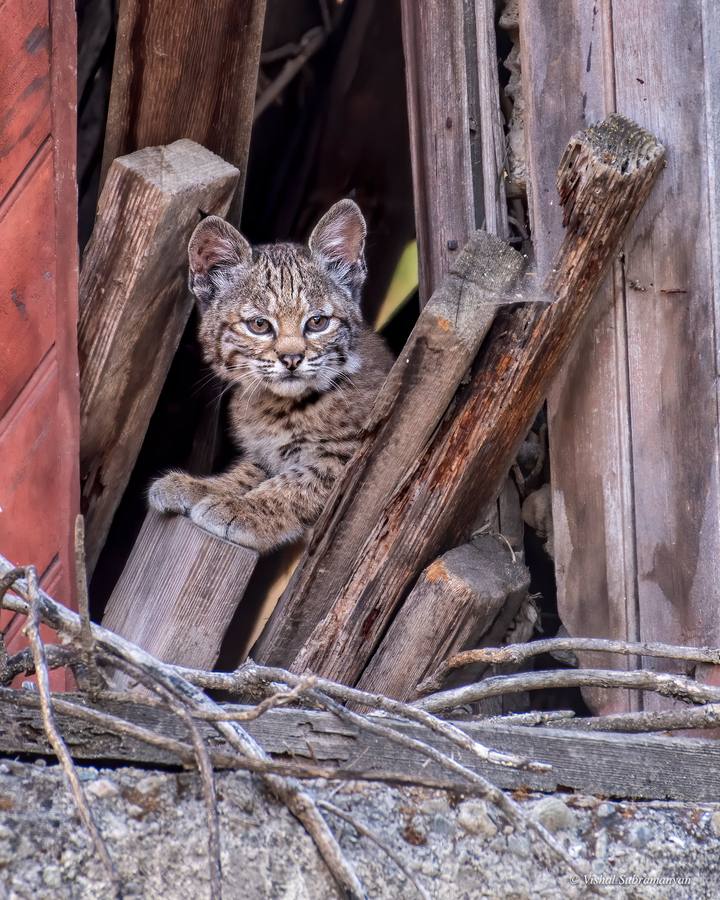 A young male bobcat kitten in an abandoned winery building
