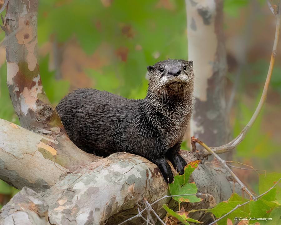 A river otter pup in a tree