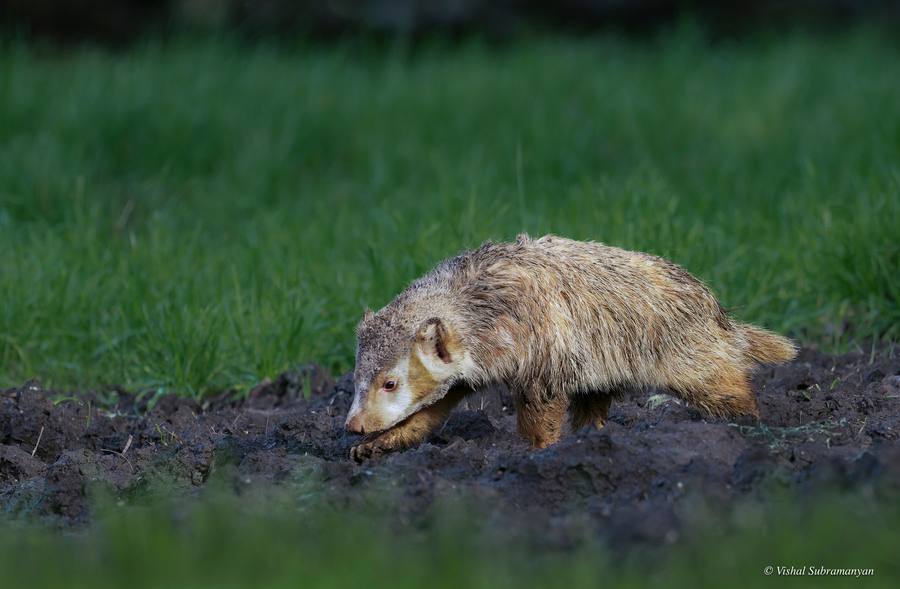 An erythristic badger walking through a field