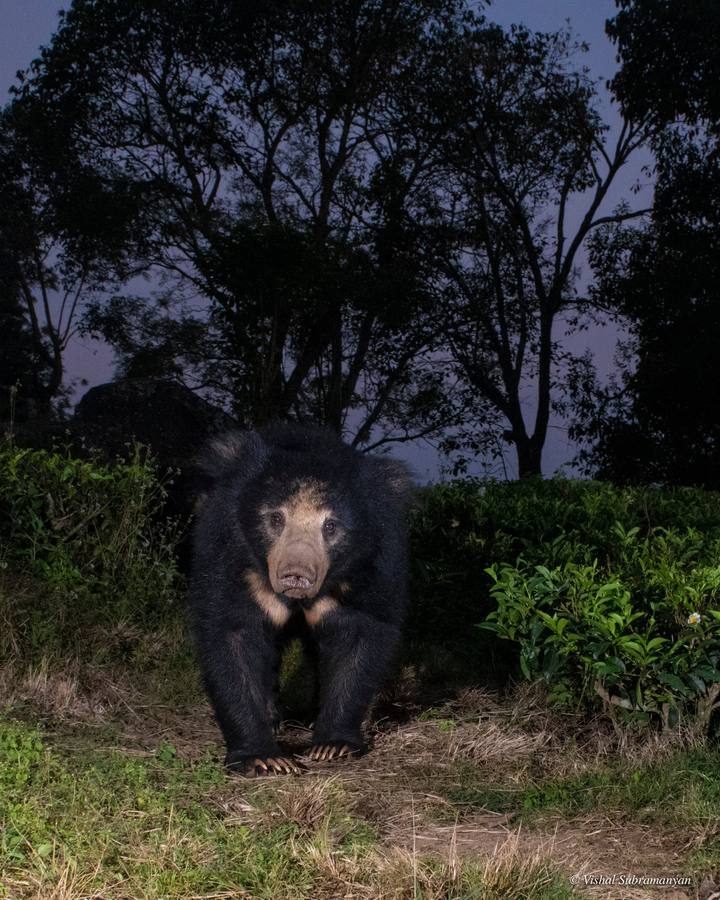 A sloth bear in a tea estate in India