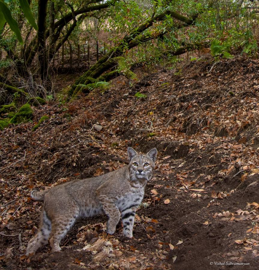 Bobcat photographed with camera trap