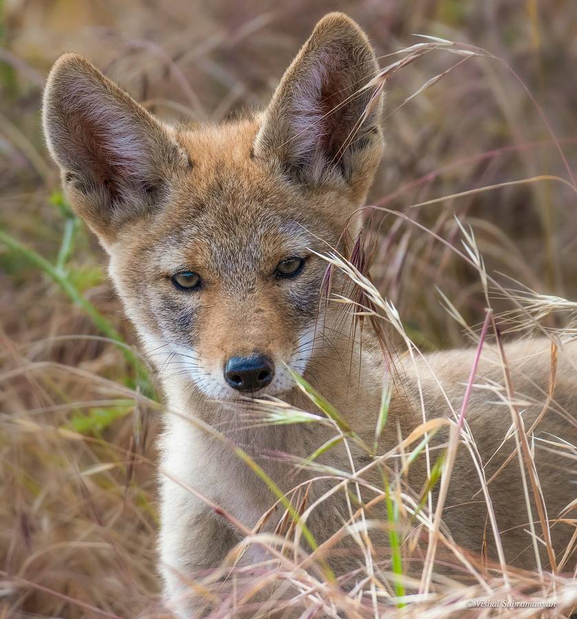 A coyote pup curiously investigates