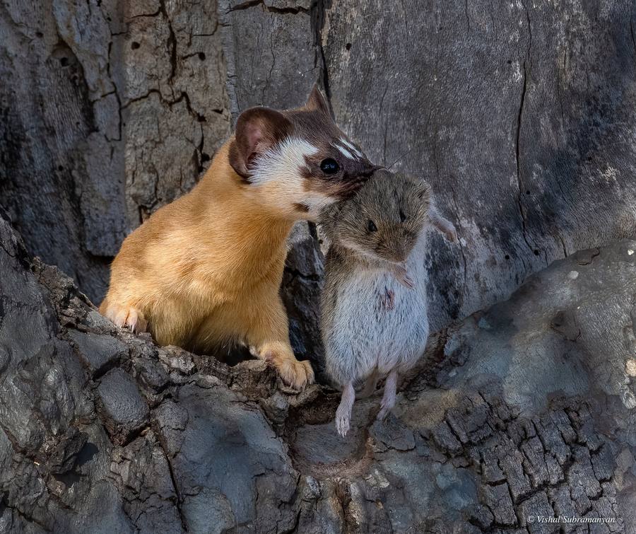 A long tailed weasel with prey