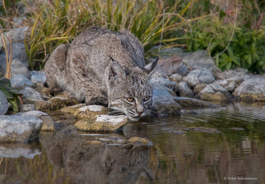 A female bobcat drinking water