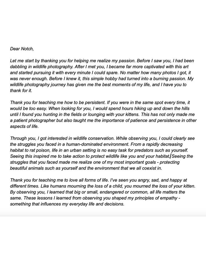 A letter written to the female bobcat