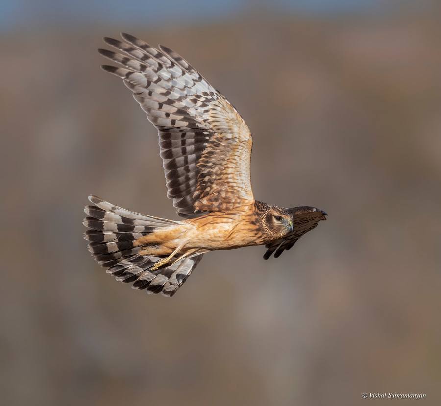 a female northern harrier flying over a field