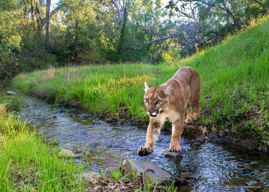Mountain Lion Crossing the Creek