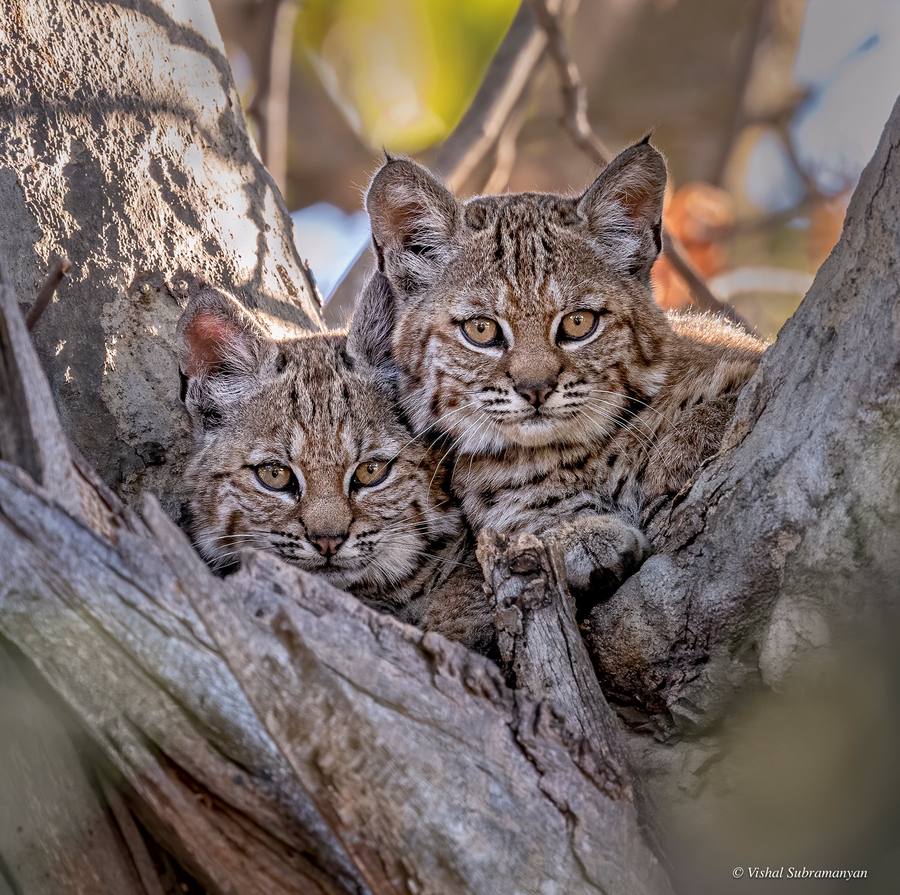 Two female bobcat kittens curled up together in a tree
