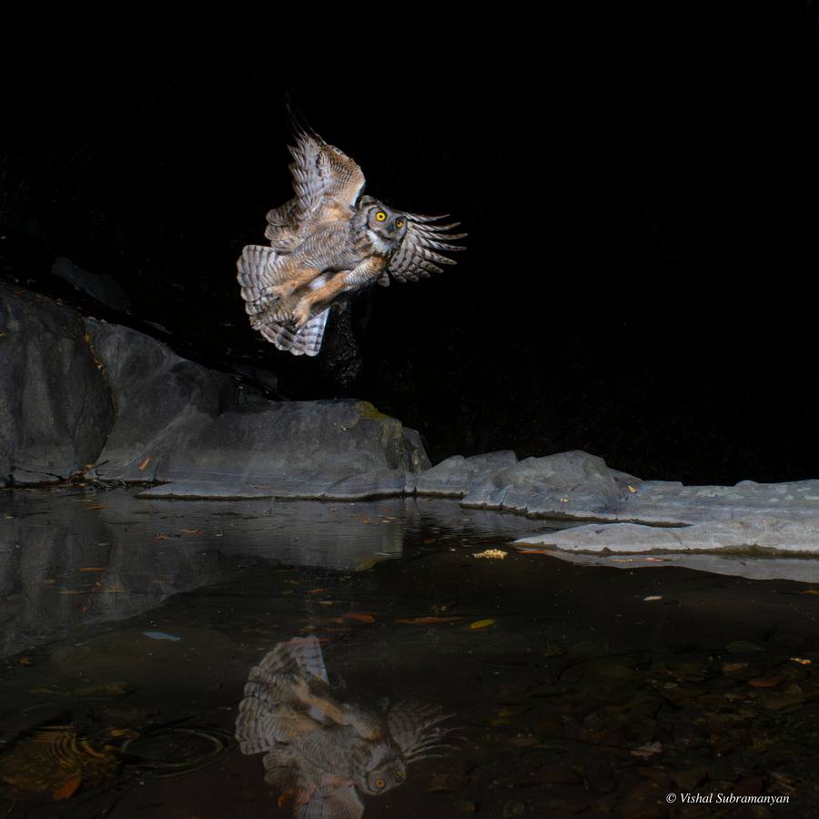 Great Horned Owl in Flight