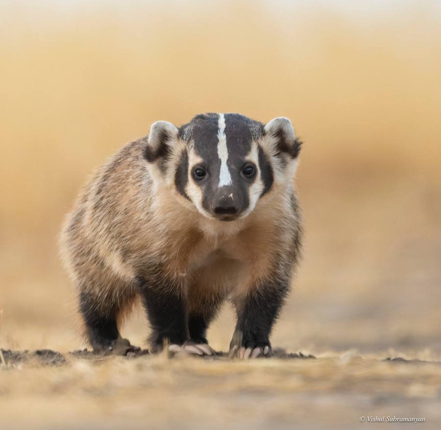 An American badger on the trail