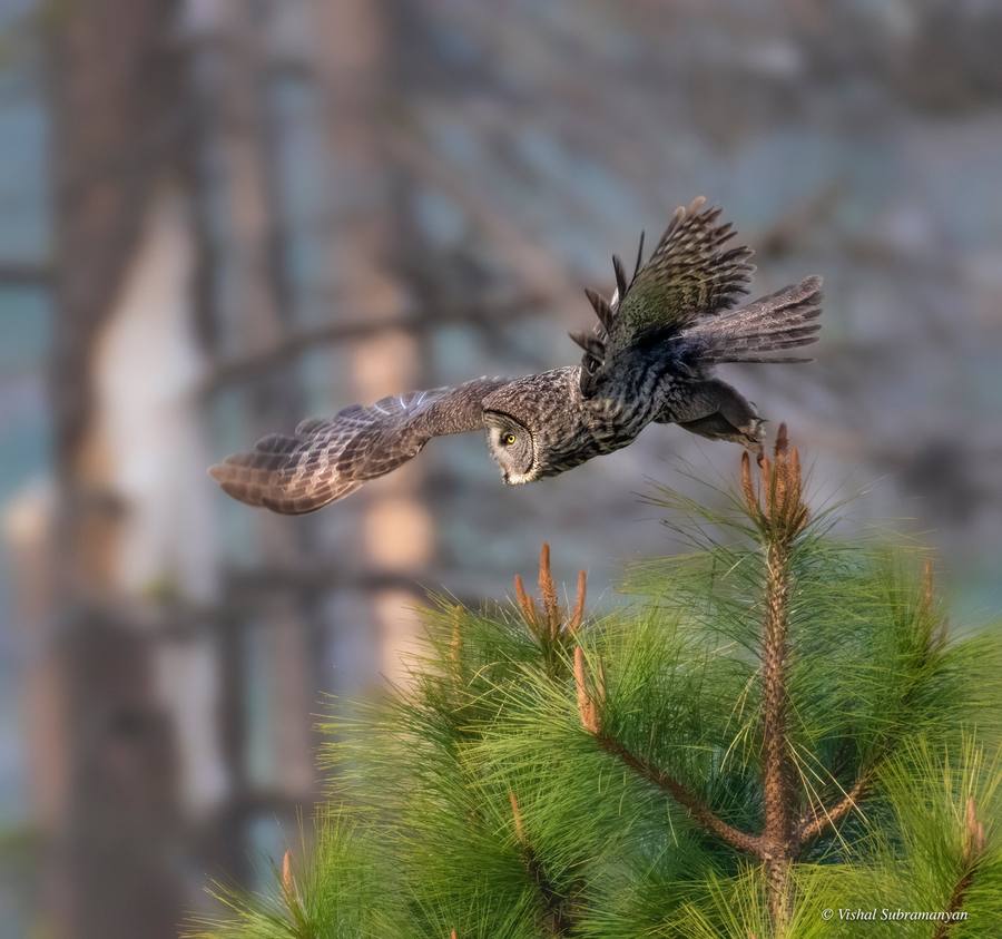 A great gray owl in flight