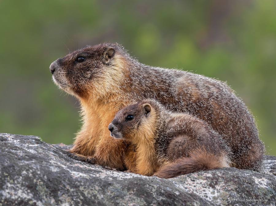A marmot and her pup on a log