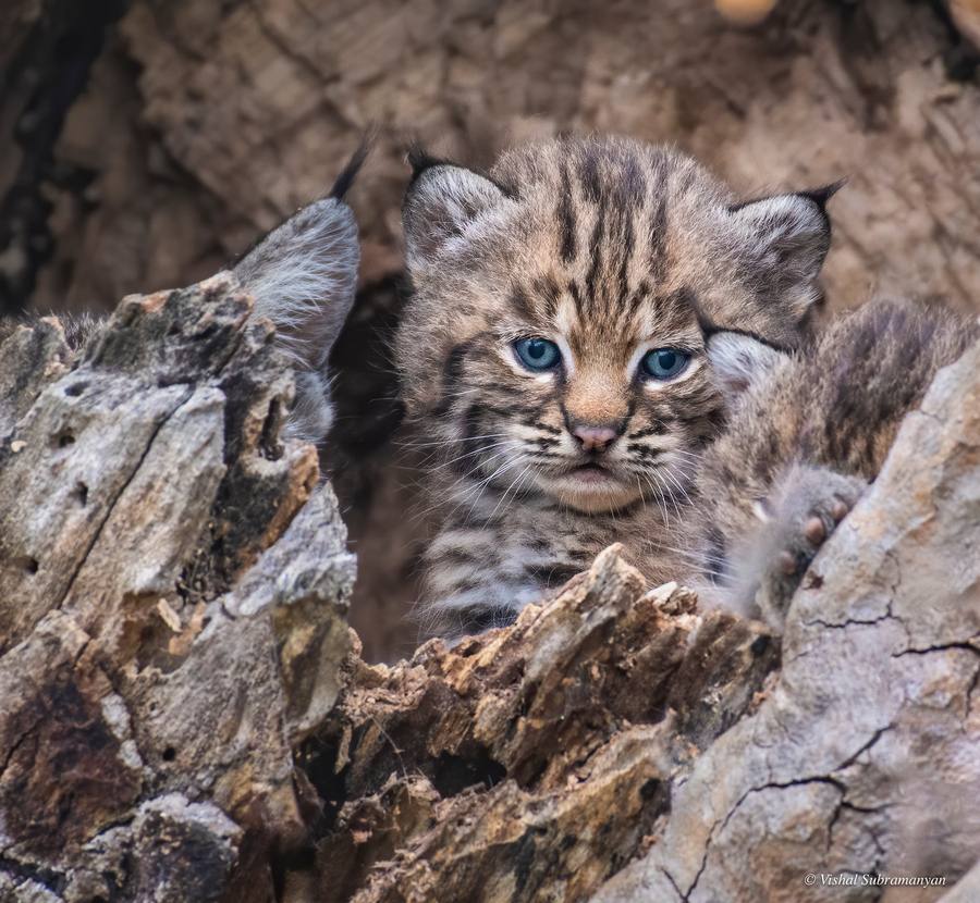 A blue-eyed baby bobcat in the den