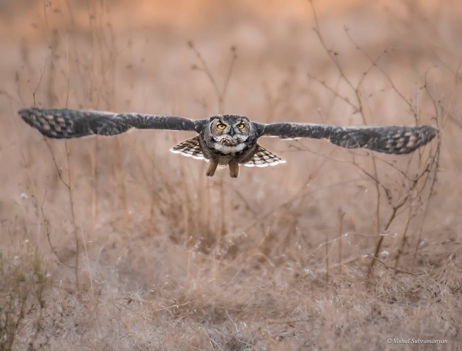 A great horned owl juvenile in flight