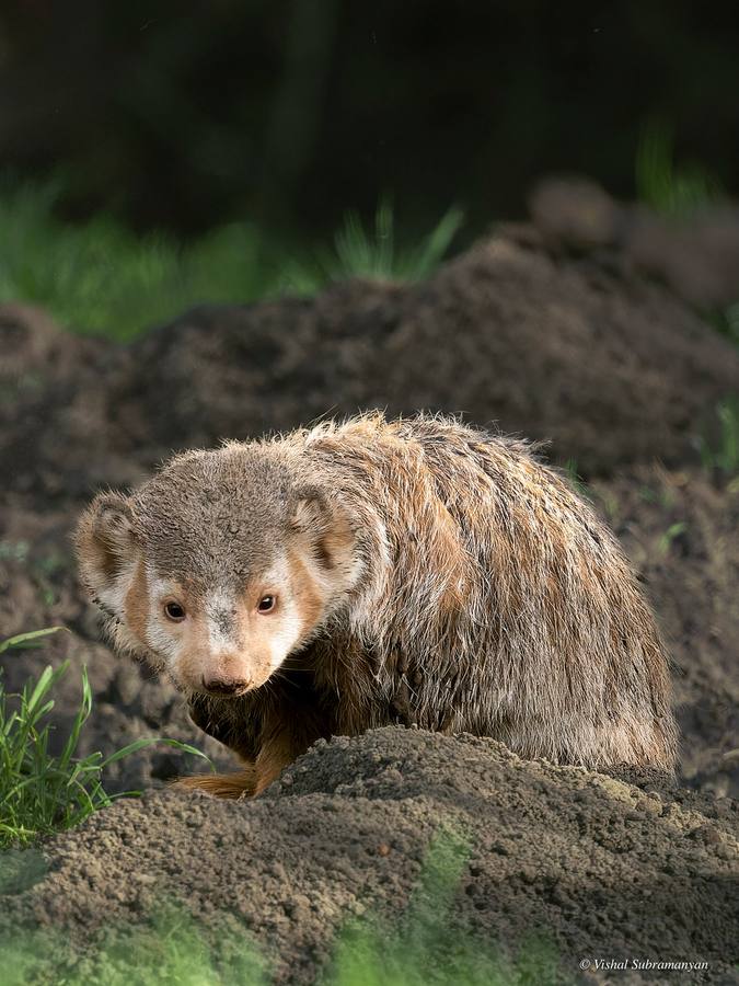 Erythristic Badger