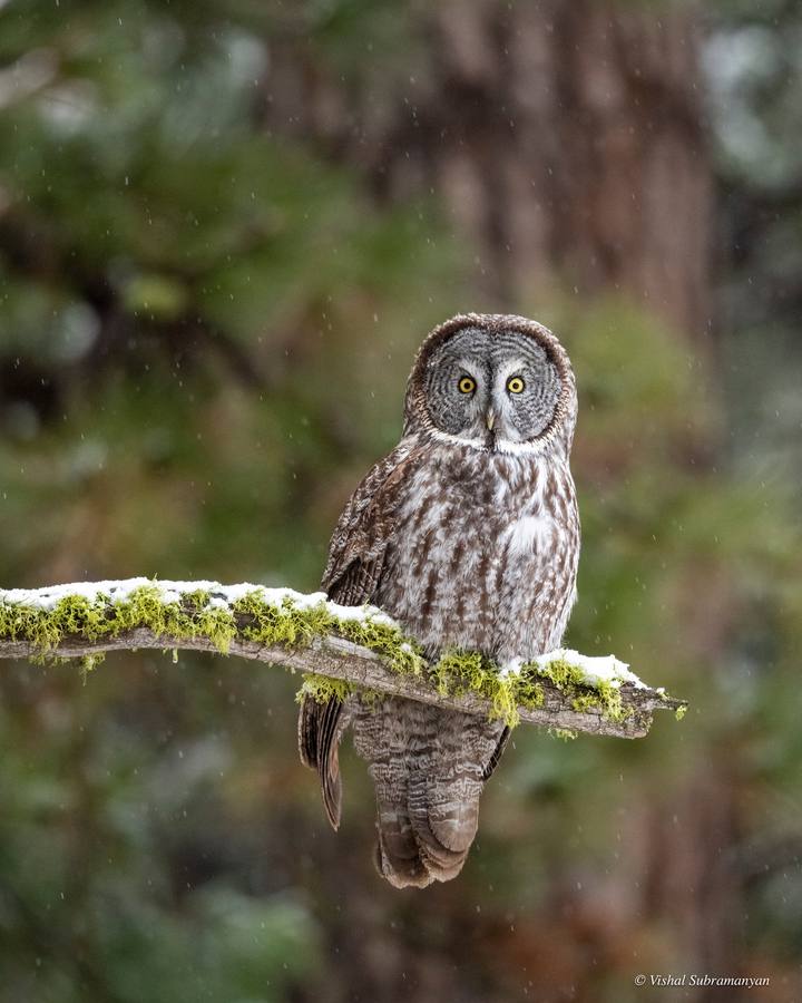 A great gray owl perched during the falling snow