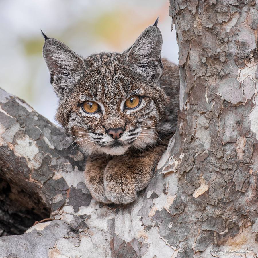 Bobcats