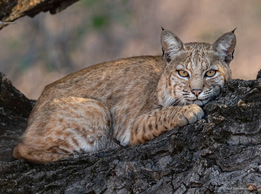 A male bobcat resting on a tree