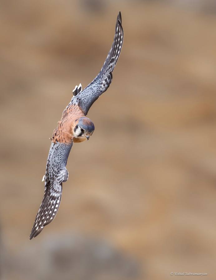 An American kestrel flying in search of prey