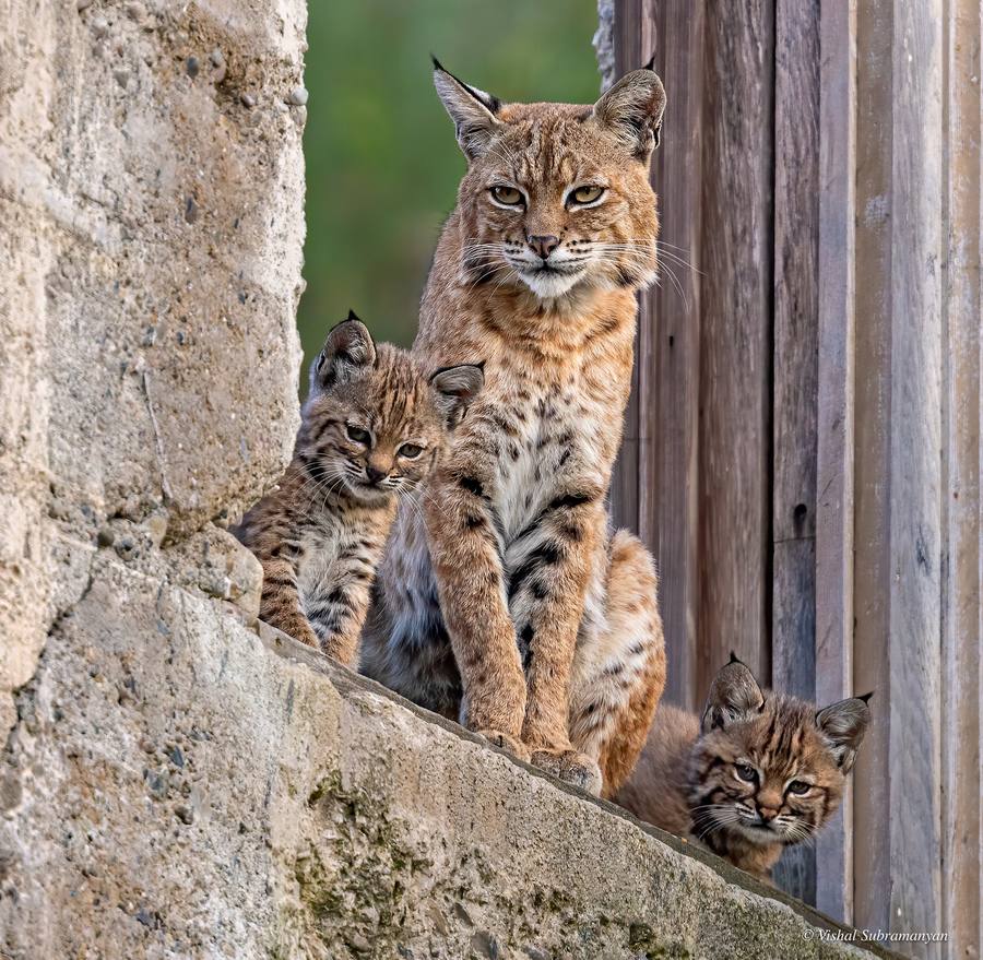 A family of bobcats resting in the window of an abandoned winery building