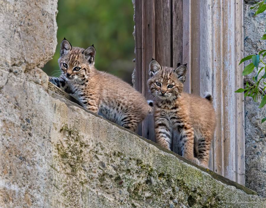 Two bobcat kittens in the window of an abandoned winery building