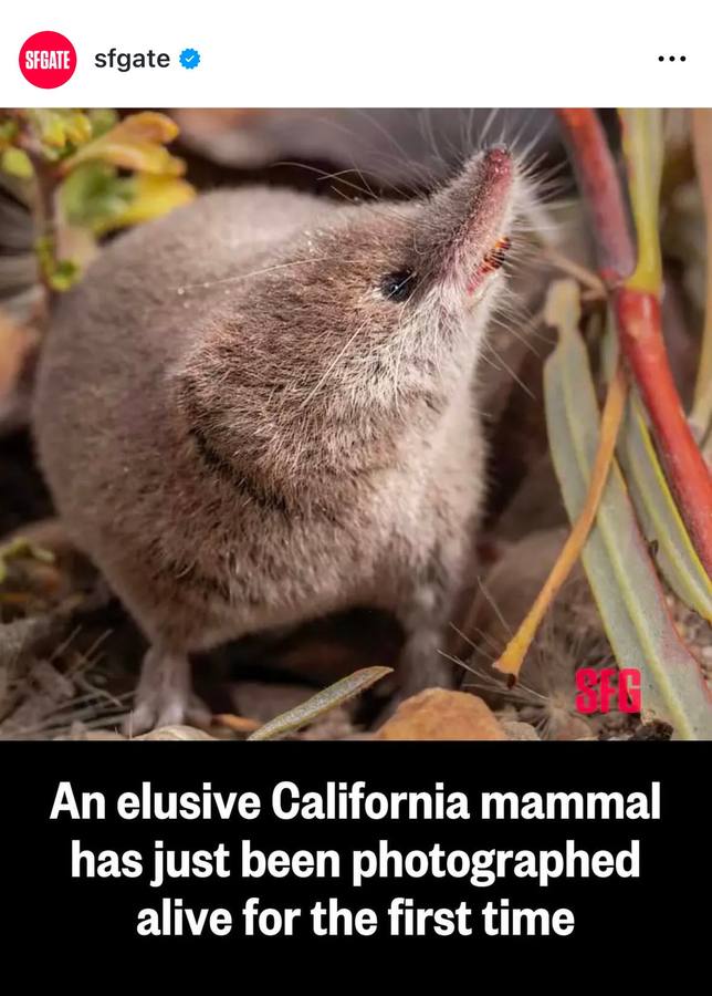 SFGATE Shrew Feature