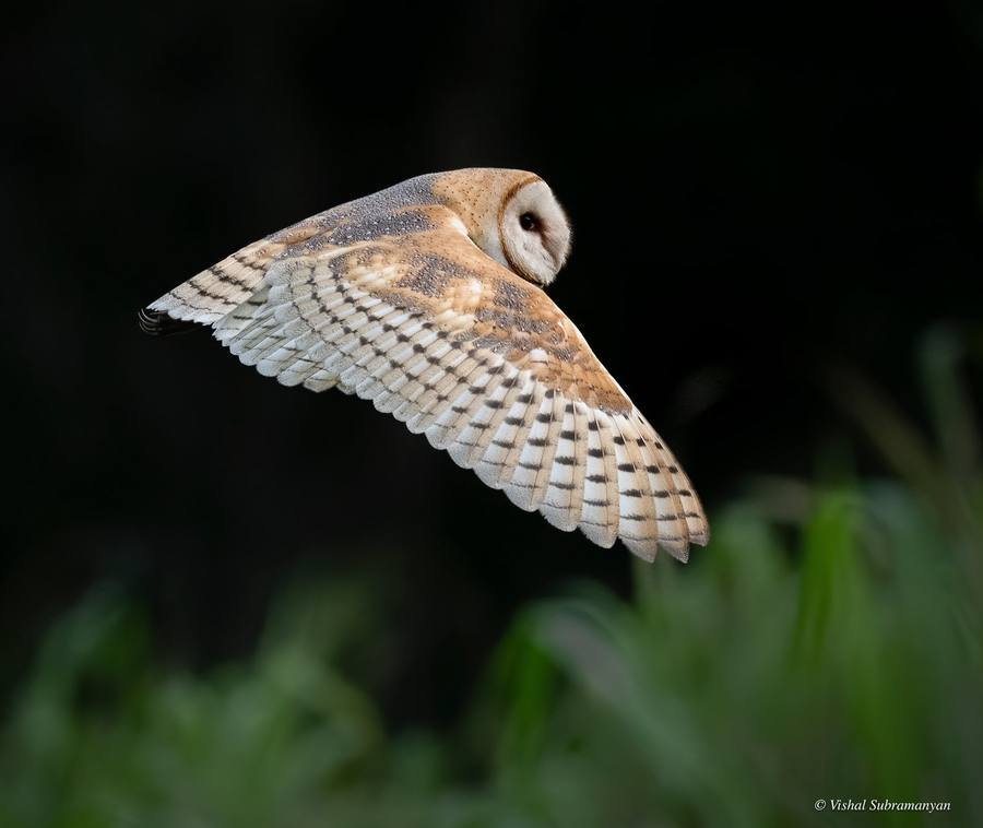 A barn owl flying over reeds in Hawaii