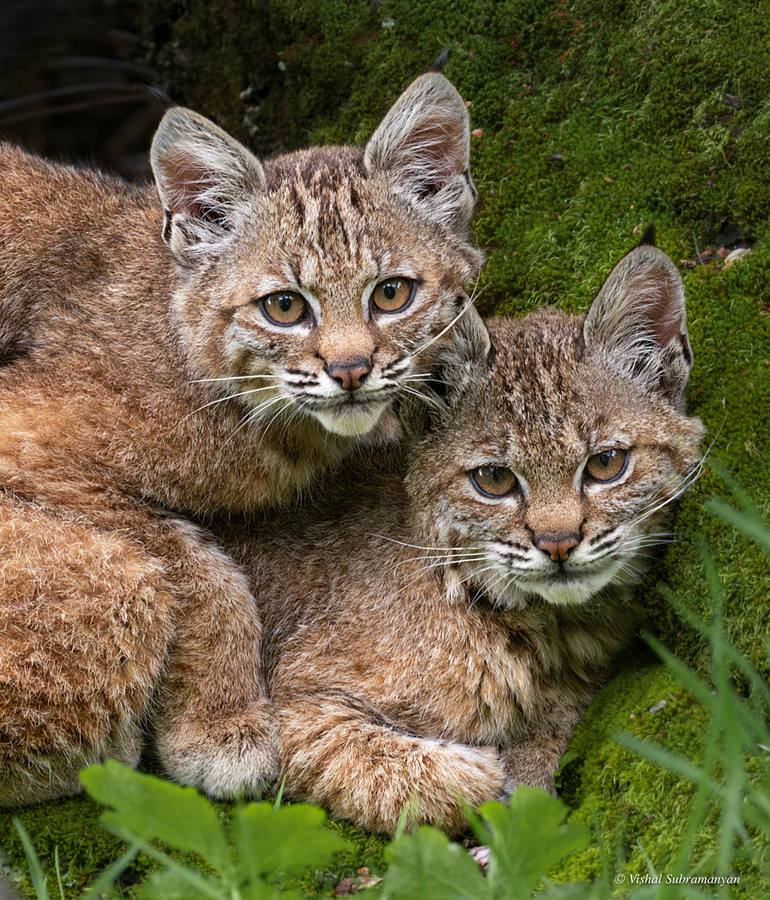 Bobcat Kitten Pair