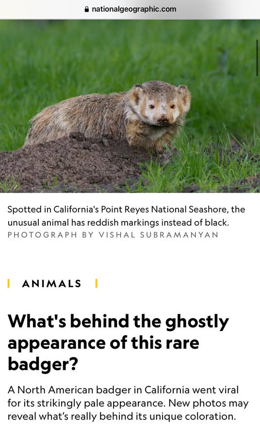 National Geographic Badger Feature