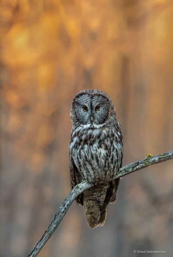A great gray owl perched with the sun setting behind him