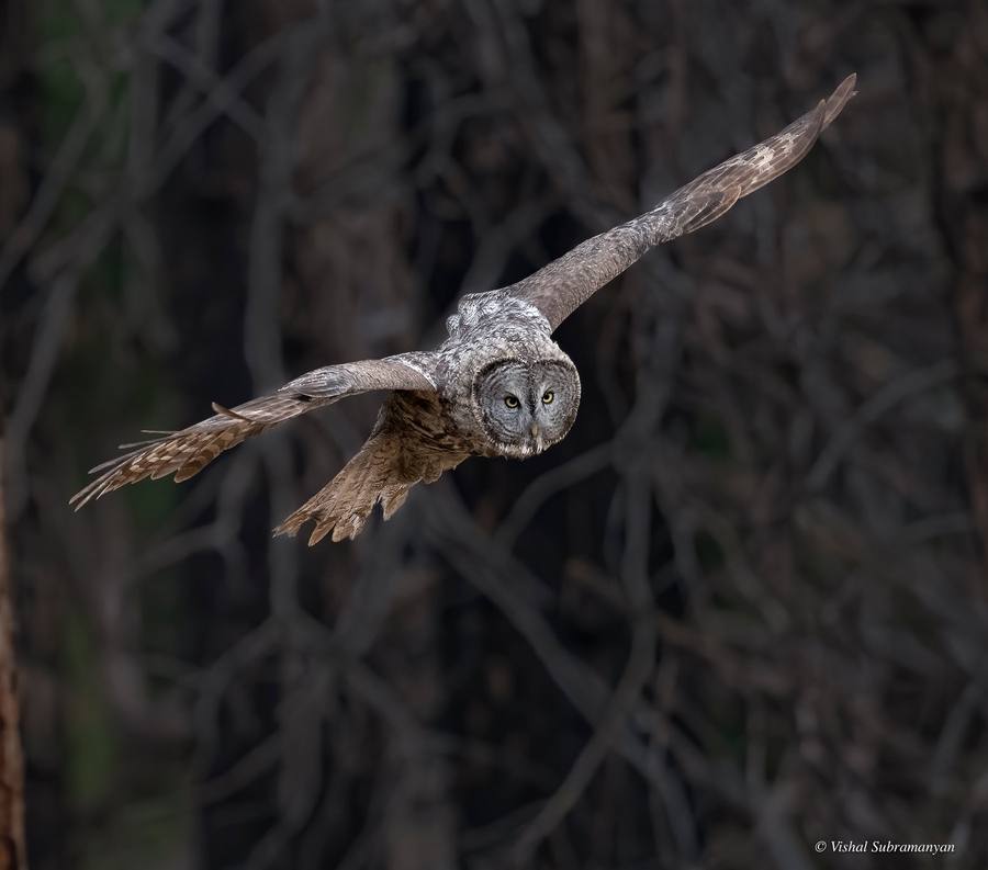 A great gray owl flying over a meadow to hunt