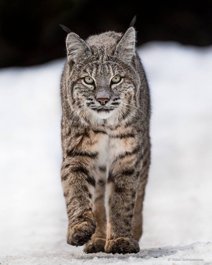 A bobcat in the snow in Yosemite National Park