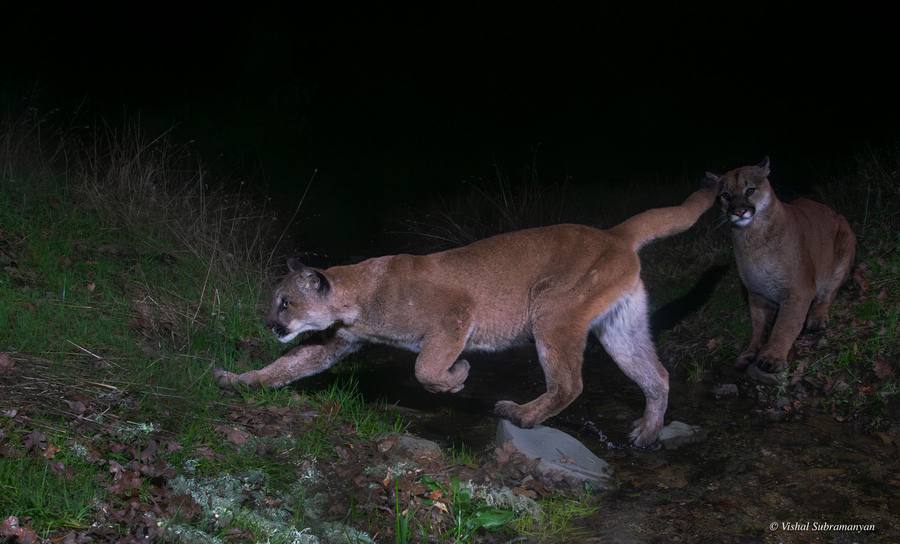 Mountain Lion Mating Pair
