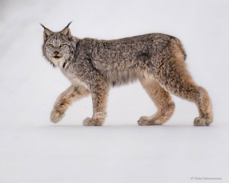 A canada lynx walking through the snow