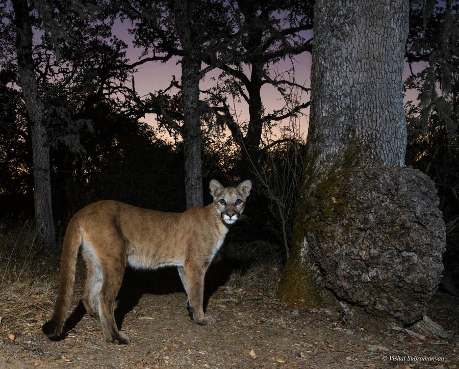 Mountain Lion at Sunrise