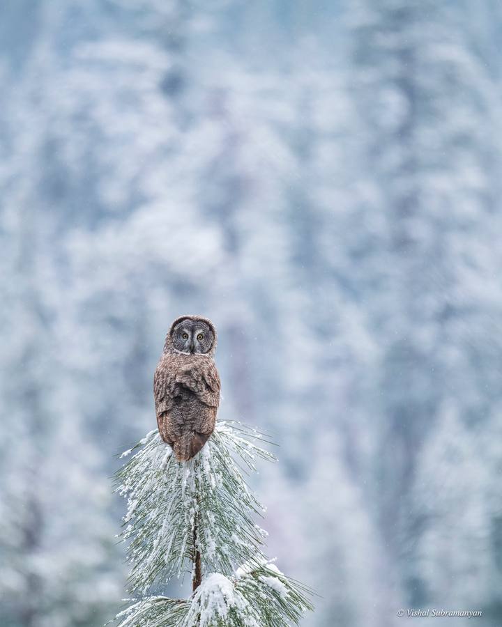 A great gray owl perched on a snowy tree