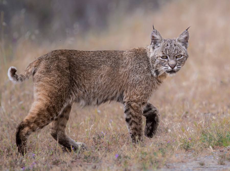 A mother bobcat crossing the trail